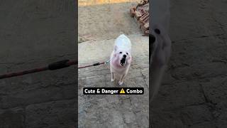 Cute Pomeranian Barking Voice viral shortvideo dogshorts Shorts Street Dog Cute Voice [upl. by Fidelas354]