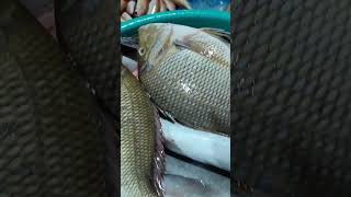 Pondicherry Harbour Fish market vlog Tamil pondicherry harbour fishfishmarket foodvlogshorts [upl. by Acirfa]