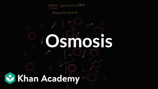 Osmosis  Membranes and transport  Biology  Khan Academy [upl. by Len]