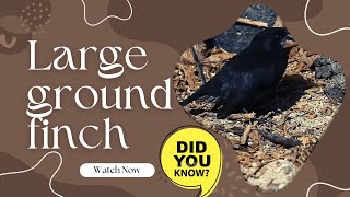 Large ground finch facts [upl. by Terrell]