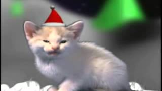 Gatos cantando Villancicos de Navidad [upl. by Binny543]