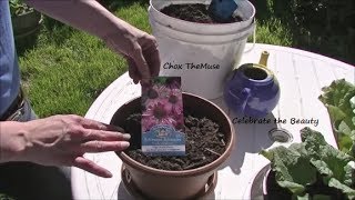 Planting the Echinacea Gardening 2014 [upl. by Ettedranreb]