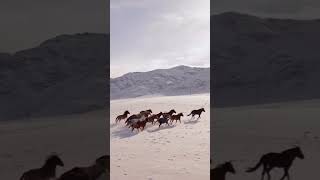 Horses l Horse Runninganimals trending trendingshorts viralshort youtubeshorts youtubecreator [upl. by Kai289]