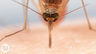 How Mosquitoes Use Six Needles to Suck Your Blood  Deep Look [upl. by Elleiram]