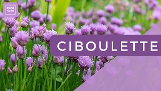 COMMENT CULTIVER LA CIBOULETTE  ASTUCES ET CONSEILS DE JARDINAGE [upl. by Malia]