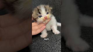 Kitten timelapse day 1 to 180 days Moy version cat kucinglucu kucing kitten timelapse [upl. by Primaveria]