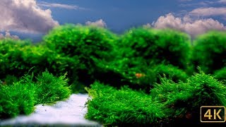 White Sand and Moss [upl. by Eivlys]