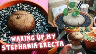 How to wake up a Stephania erecta caudex planting up [upl. by Adnowal75]