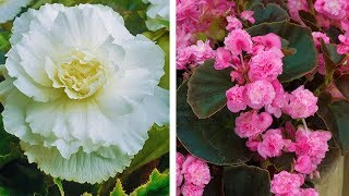 How to Plant Double Begonias Summer Garden Guide [upl. by Lark]