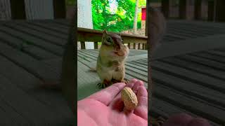 FEEDING CHIPMUNKS PEANUTS 🥜🐿 shorts [upl. by Wilser]