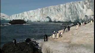 Antarctica  Part 5  Icebergs Brown Bluff with Adelie Pengins [upl. by Aurilia]