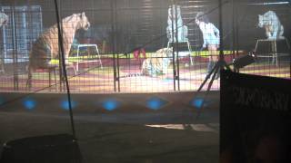 Shrine Circus Tigers 2012 pt 4 [upl. by Adnahsam]