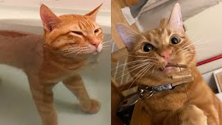 Orange Cat Behavior cats shorts funnyanimals [upl. by Ariaet]