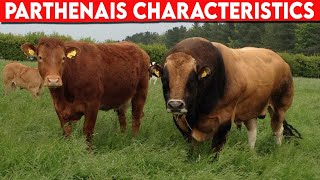 ⭕ Cattle Breeds PARTHENAIS Characteristics ✅ Cattle PARTHENAIS  Bulls PARTHENAIS [upl. by Fabyola]