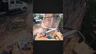 🪵 WOOD VS CHAINSAW 🪚 eucalyptus wood woodsplitter logging trees viral [upl. by Lamek]