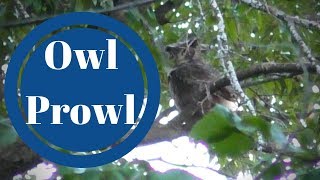 Owl Prowl in Forest Park  St Louis Forest Park Series  Park Travel Review [upl. by Faustena527]