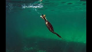 Shag hunting fish Cormorant [upl. by Aicinad]