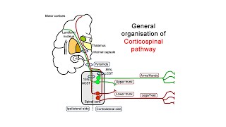 Descending pathways  corticospinal tract [upl. by Barrie]