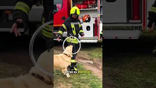 ¡El perro pide ayuda a los bomberos [upl. by Anide]