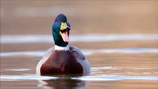 Duck Quack  Ringtones for Android  Animal Ringtones [upl. by Thirzia]