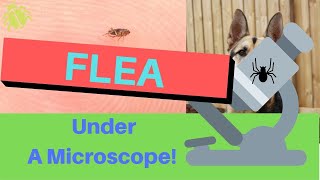 FLEA Under A Microscope [upl. by Sisco]