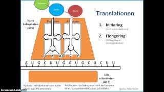 Proteinsyntesen  Translationen [upl. by Esor]