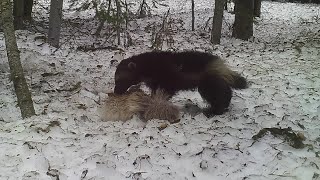 Butte wolverine watcher helps FWP monitor the elusive animal [upl. by Ardnoid]