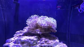 ORA Picasso Clownfish being hosted by Magnifica Anemone [upl. by Shedd]