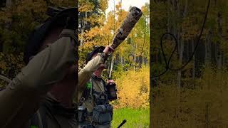 Bugling in the aspens huntingmountainselkwapiti [upl. by Knapp562]