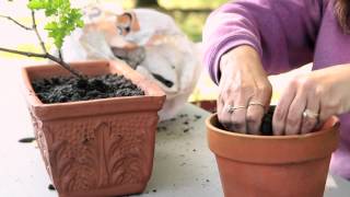 How to Transplant Geraniums From Outdoors to Indoors  Geranium Gardening [upl. by Crockett]