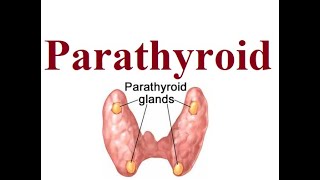 Parathyroid structure and functions  2024 [upl. by Suivart59]