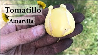 Anbau und Pflege von Tomatillos Sortenprofil der Sorte Amarylla  Physalis ixocarpa [upl. by Hawker331]