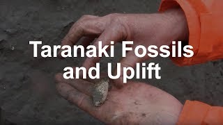 Fossils and Tectonic Uplift in Taranaki [upl. by Fitzger704]