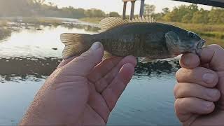 THE KANSAS ANGLER FISHING ZOOM ACTION BABY SMALLMOUTH FOR BAIT  BASS IN CLEAR WATER RIVER WADING [upl. by Akered]