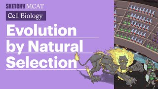 Evolution by Natural Selection Full Lesson  Sketchy MCAT [upl. by Hayden352]