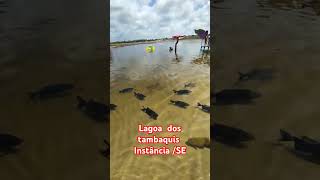 A pioneira🏖️Lagoa dos tambaquis lagoadostambaquis trip turismo passeio [upl. by King494]