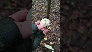 🍄 Phallus impudicus mushroom mushrooms [upl. by Mars]