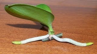 How to Grow Orchids from Stem Cuttings [upl. by Waverley]