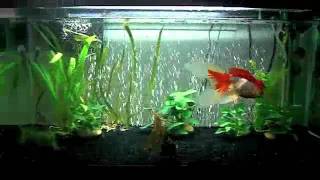 Goldfish Tank Update 40 gallon Breeder [upl. by Flieger942]