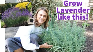 LAVENDER  How to Plant Lavender amp Grow Bushy Plants with lots of Flowers [upl. by Ailaham706]