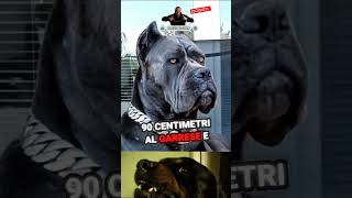 I 3 CANI PIÙ POTENTI DEL PIANETA 🐶⚡️ shortvideo canidobermanncane americanbully [upl. by Pedrotti]