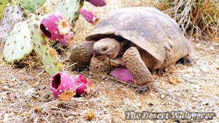 Desert Tortoise eating Tuna [upl. by Phemia]