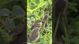 Bay Bird Wait Feed EP042 birdslover birdwatch wildlife birdwatching nature birds bulbulnest [upl. by Yrak]