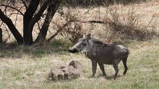 Warthogs [upl. by Buine]