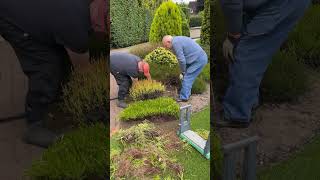 Trimming the heathers with dad gardening timelapse shorts satisfying [upl. by Akinirt]