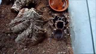 Tarantula Updates  052014 Sound fixed [upl. by Drallim]