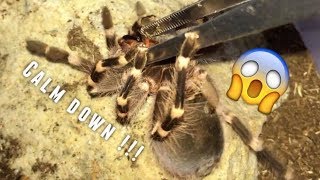 Tarantula Feeding Video 17  Aggressive Geniculata [upl. by Norud]