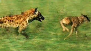 Hyena vs Baby Wildebeest  BBC Earth [upl. by Nnaeiluj]