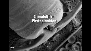 ClimateBits Phytoplankton [upl. by Einot973]