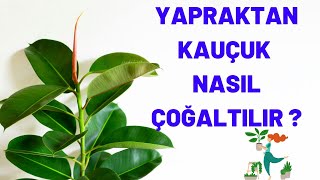 Kauçuk Çoğaltma  Yapraktan Kauçuk Bitkisi Nasıl Çoğaltılır [upl. by Anitahs]